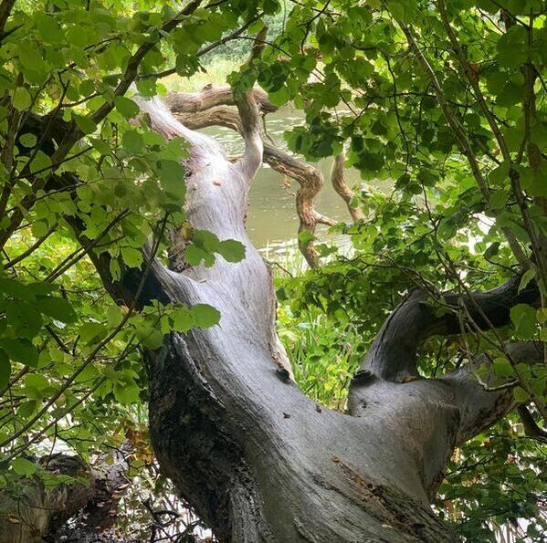 - Skoler og foreninger - Naturakademiet
