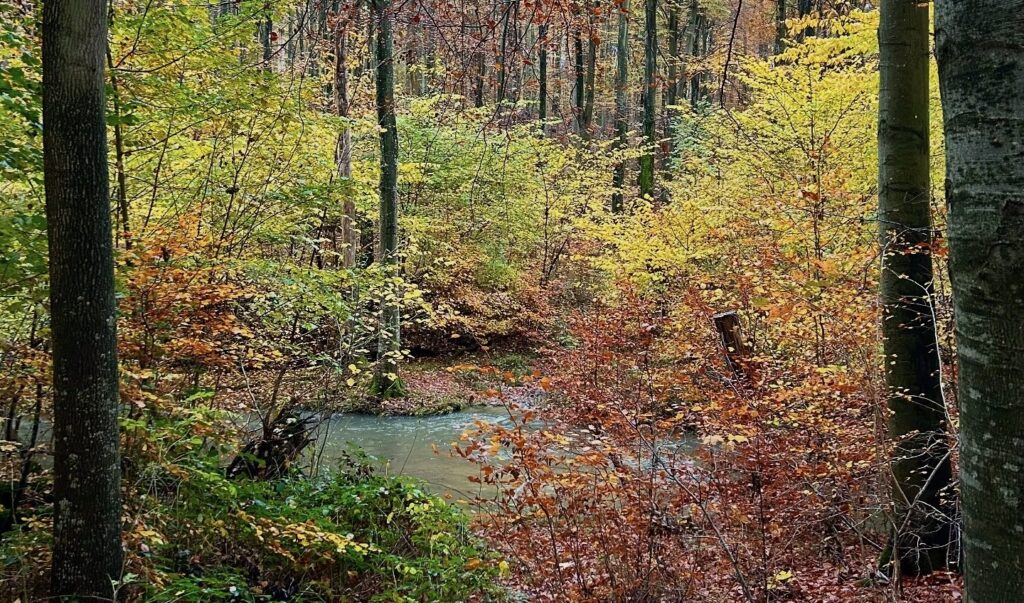 - Efterårets sidste dans - kunsten at give slip - Naturakademiet