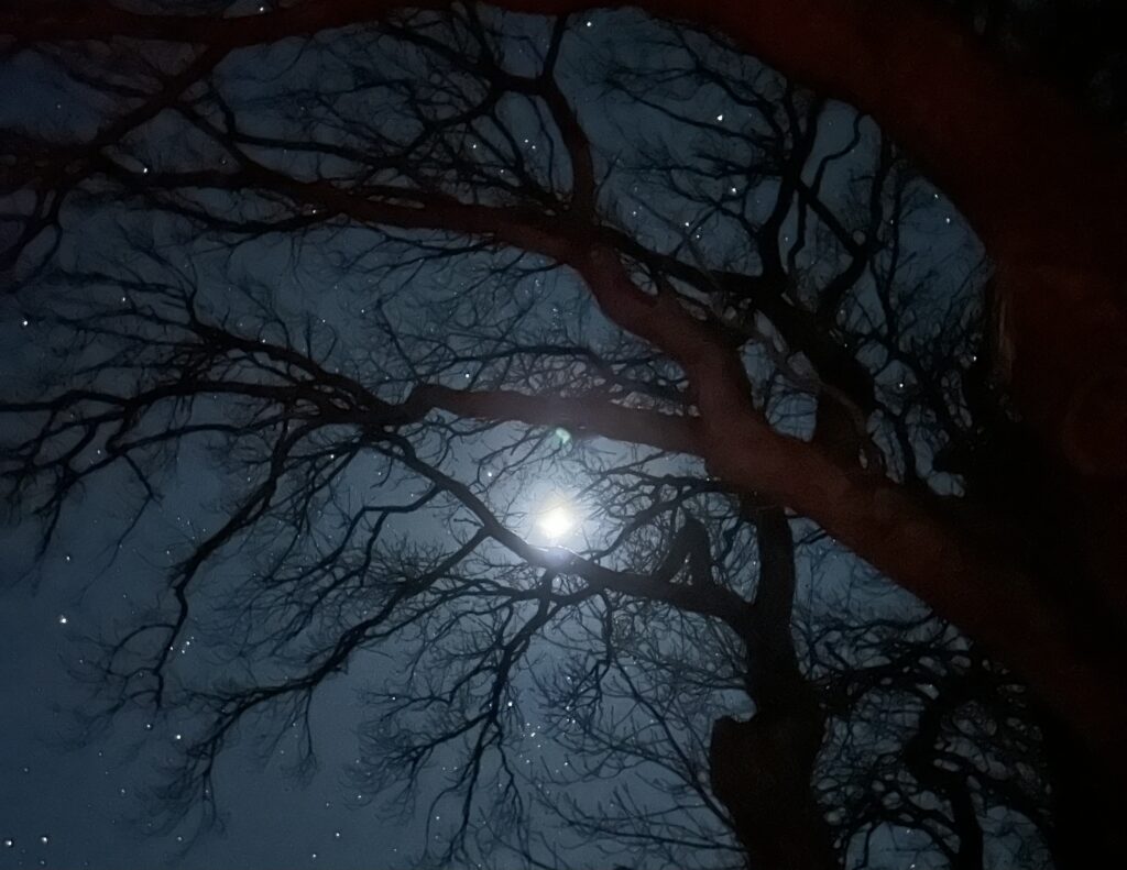 vinterdepression - Vinterens fald i energi - Naturakademiet