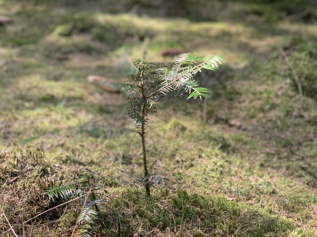Forårsjævndøgn - Forårjævndøgn - et betydningsfuldt vendepunkt - Naturakademiet